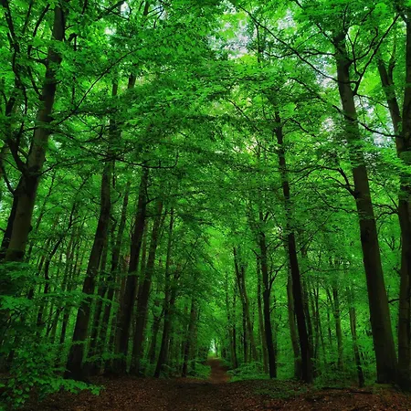 Richter ユッケリッツ