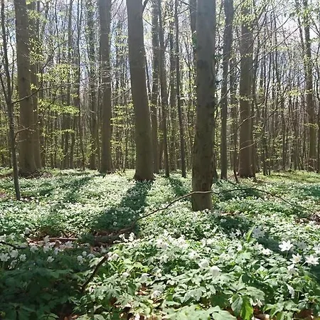 Richter בית הארחה